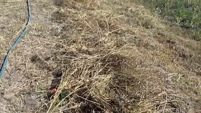 Малина  Перший досвід
