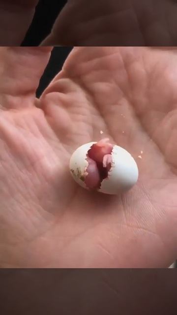 Вылупление волнистого попугайчика.mp4