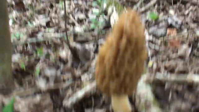Georgia Morel Mushroom Hunting with Chris Matherly, Giant Morels, Motherloads, unbelievable footage
