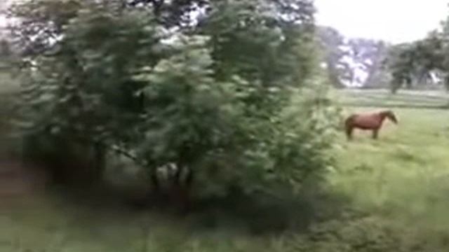 конь на пастбище