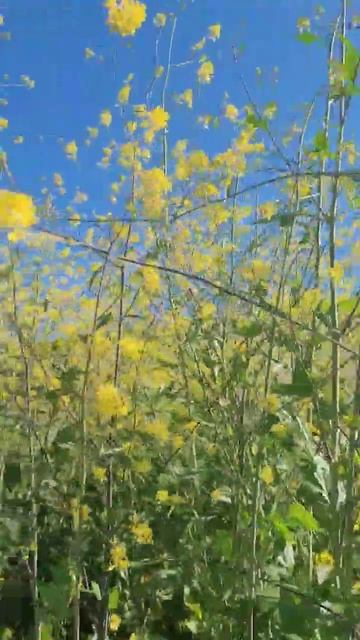 California #Black Mustard plant #wildflowers #ca ⛰️