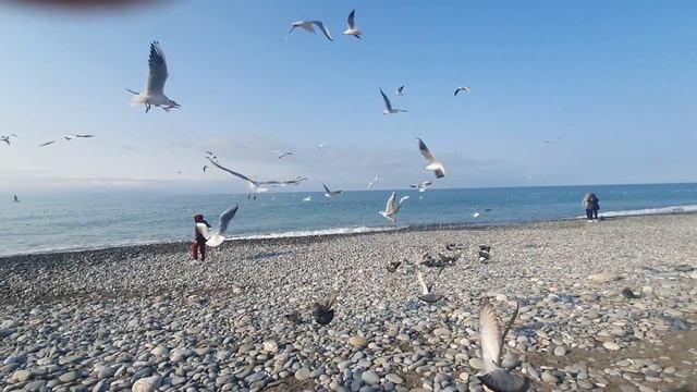 Привет, Привет из Сочи. Море,  солнце и птицы.