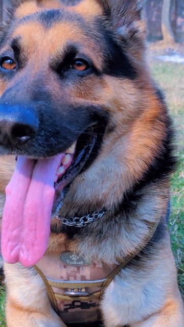 немецкая овчарка 💥🐕🐾 #gsd
#Немецкая овчарка