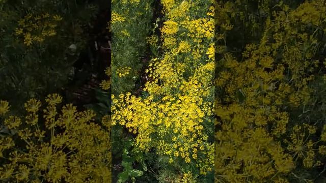 Anethum(лат.)Укроп- пряності України.
