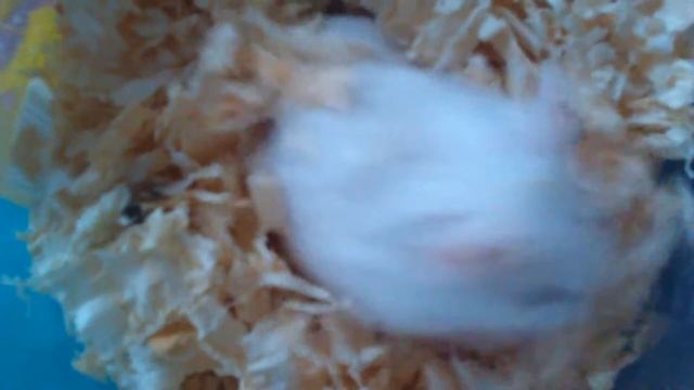 ▶️ vlog 32 - ДЖУНГАРСКИЕ ХОМЯКИ. 🐹 БЕЛИК. 🐹 РЫЖИК. 🐹 ИХ 2-е ПОТОМСТВО. 🔥20.09.2022