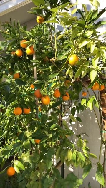 Mandarinas en contenedor#short