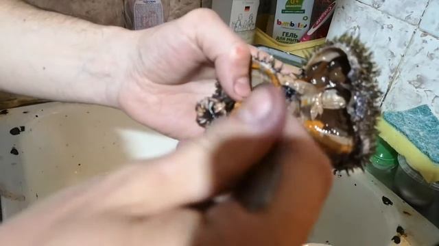 Как есть морского ежа