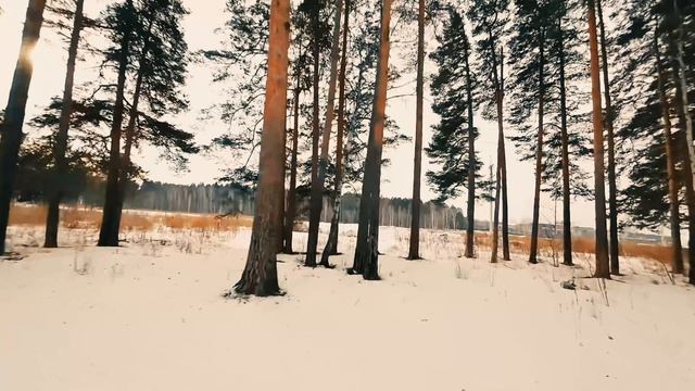 Выходной, лес,fpv