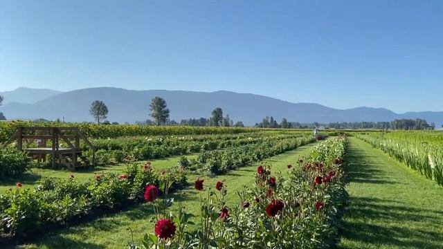 Chilliwack Sunflower Festival 2020