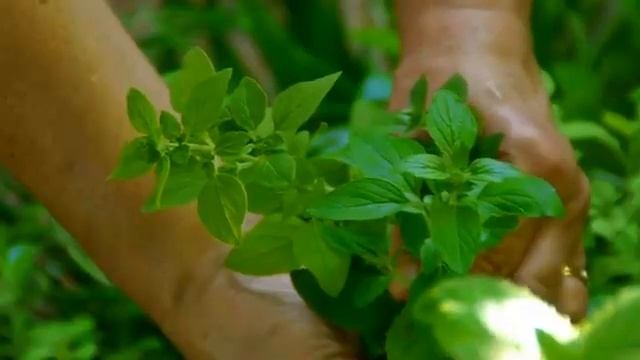 Plans for Herb Flower Gardens