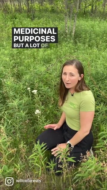 Let’s get to know common yarrow #shortsvideo #shortsfeed #shorts