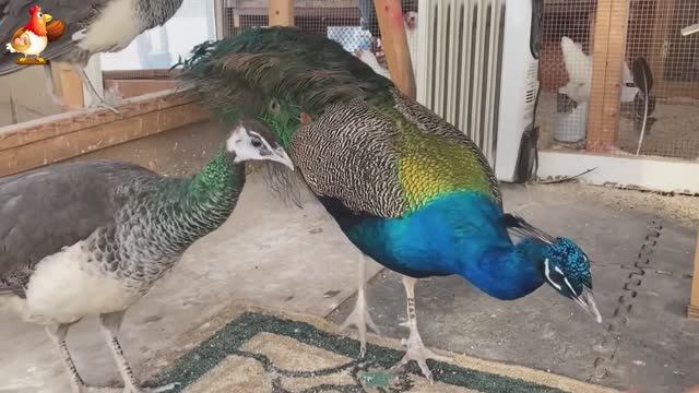 Идеальное птицеводство достойно восхищения 🐓🦆🦢🦚🦃🐔 эпизод (44)