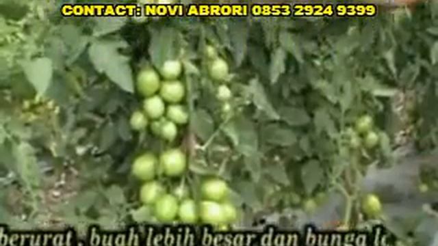 cara budidaya tomat hidroponik cara menanam tomat apel