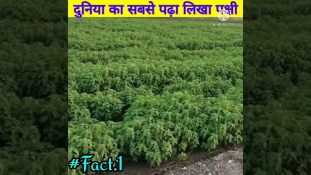 दुनिया का सबसे पढ़ा-लिख पक्षी 😱 || 3 Amazing Fact In hind || Puck bird fact || #shorts #facts