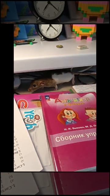 Мойя крыса