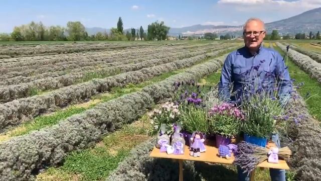 Come curare la lavanda. Varietà di lavanda. Campi di lavanda in Italia. Festa delle lavanda