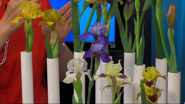 Iris Show at Talbot County Library