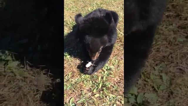 Как девушка с рук кормит медведя