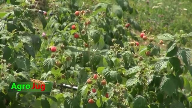 Zašto je malina u maloprodaji 800 dinara?!