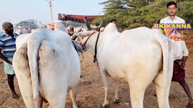 పెబ్బేరు సంతలో ఇసుక బండి తోలే ఎద్దుల రేట్లు-sandy cart bulls prices in pebbair market-pebbair santa