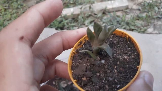 DIFERENÇAS ENTRE HAWORTHIAS E HAWORTHIOPSIS