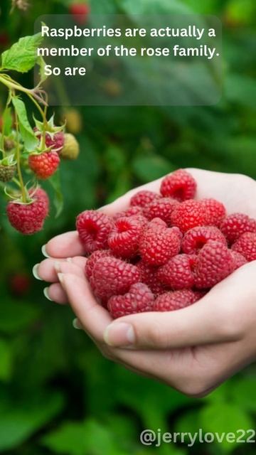 Fruitful Kinship: Raspberries, Apples, Pears, and Plums in the Rose Family