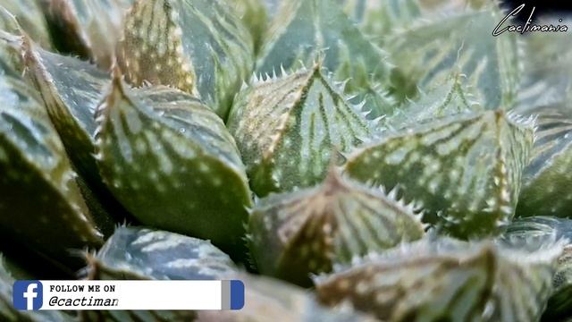 Haworthia - The Jewels of the Succulent World - Episode Eight - Mirror Ball