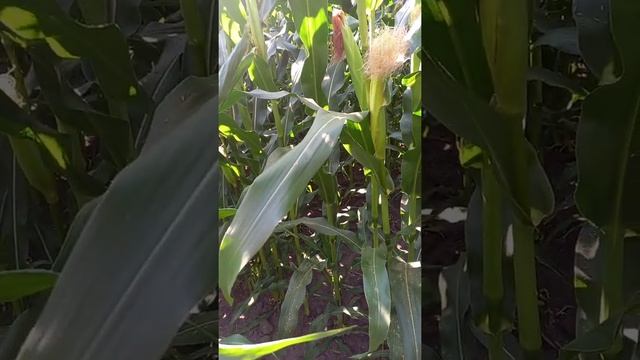 29.07.21 Syngenta БАТАНГА в сприятливих умовах