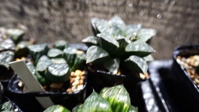 ハオルチア梅雨と夏の育て方！一番難しい季節の管理方法を解説【多肉植物】