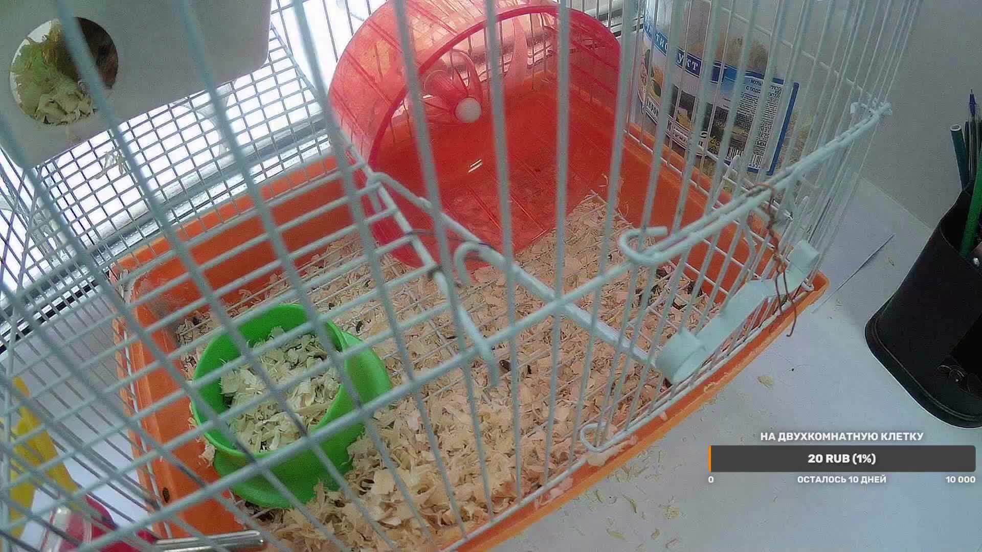 Хамстер Live