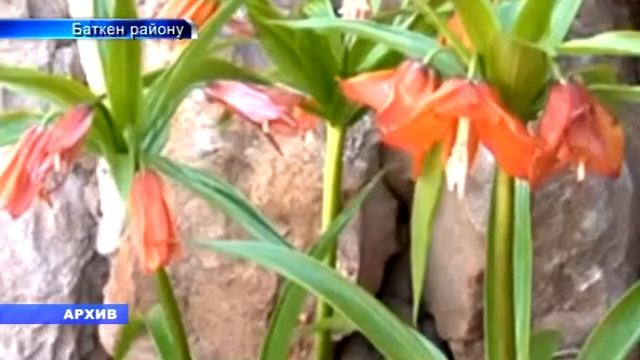 Айгул гулу