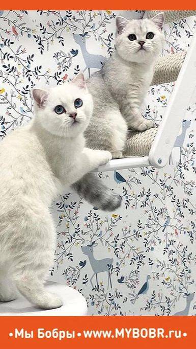 Котодром от МыБобры для Сени и Вени