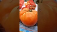 22.08.23. дегустация и обзор томатов ,оценка вкусовых качеств.