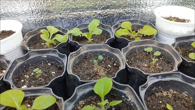 Пересаживаю перец🫑 Обзор рассады на 18 марта🌱 #сад #огород #рассада #цветы #перец