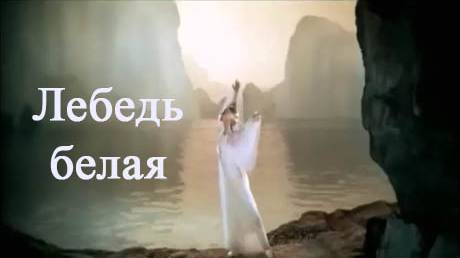 Лебедь белая