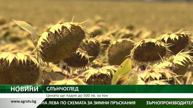 Цената на слънчогледа ще падне до 500 лв. за тон