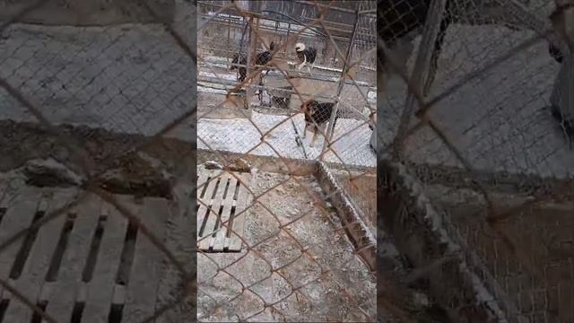 В приюте голод!!!