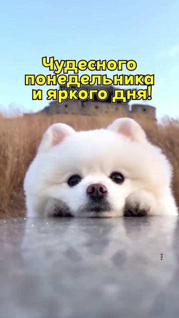 хорошенький песик🐶