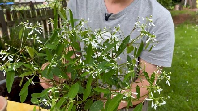 TOP 5 Balkonpflanzen für jeden Standort, pflegeleicht und farbenfroh | gardify Tipps