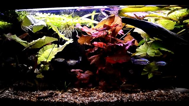 African Aquarium 310 l Akwarium 310 l