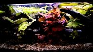 African Aquarium 310 l Akwarium 310 l