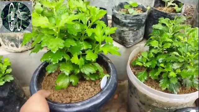 ইন্দ্ৰমালতী ফুলৰ অক্টোবৰ মাহত যতন/ How to care chrysanthemum on October month.