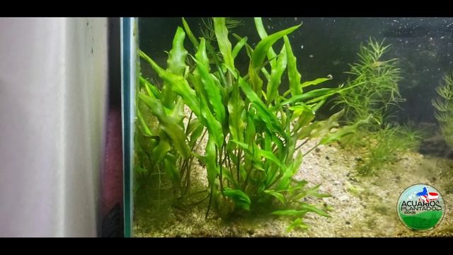 Ficha de Plantas: (Cryptocoryne Wendtii "Brown").