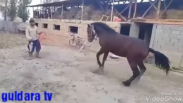 Uch yashar  toy