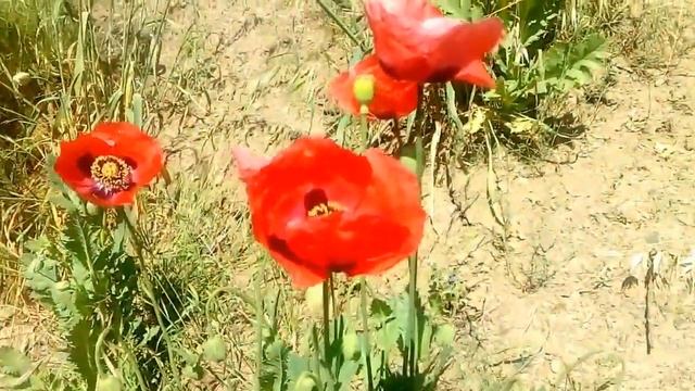 PAPOULA E SUA BELEZA
