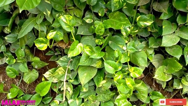 KEBUN SIRIH GADING DIPINGGIR JALAN RAYA