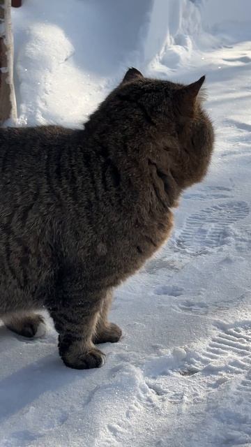Барс всегда осторожен