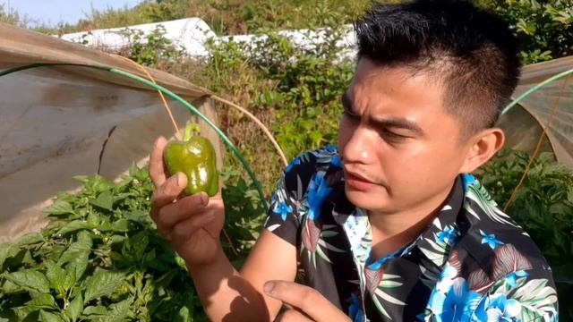 What are the Problems and Diseases of Bell Peppers in our Farm