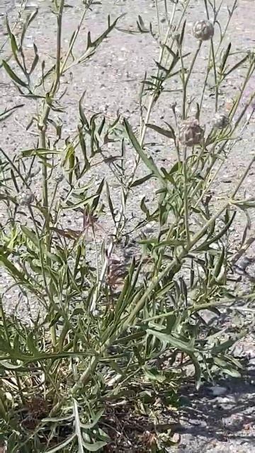 Наголоватка цветет / Nagolovatka blooms