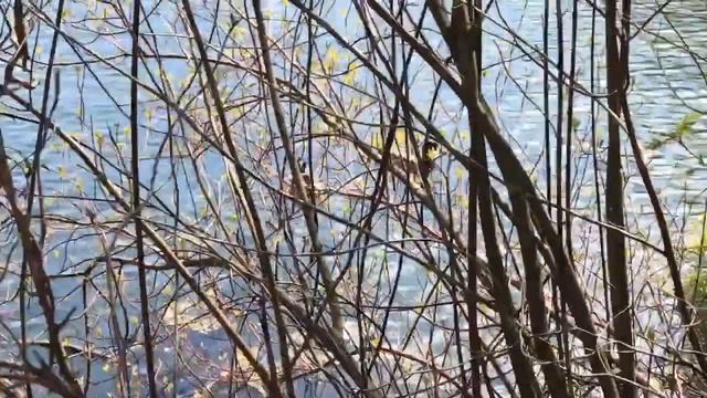 Неповторна краса весни.Квітуча магнолія.